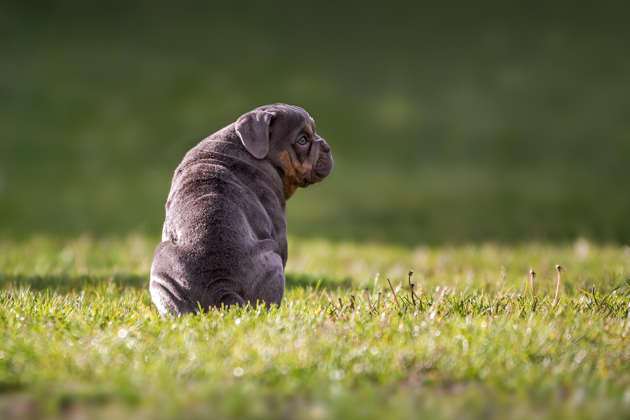 The Affectionate Traits of the American Bulldog